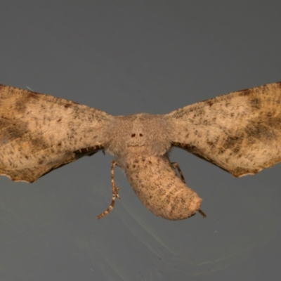 Circopetes obtusata (Grey Twisted Moth) at Ainslie, ACT - 21 Dec 2023 by jb2602