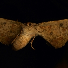 Circopetes obtusata at Ainslie, ACT - 21 Dec 2023