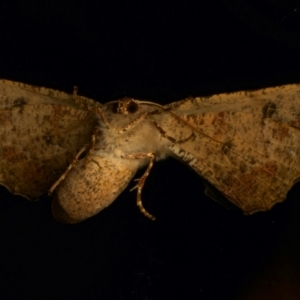 Circopetes obtusata at Ainslie, ACT - 21 Dec 2023