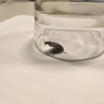 Pterohelaeus (genus) (Pie-dish beetle) at Phillip, ACT - 22 Dec 2023 by shube