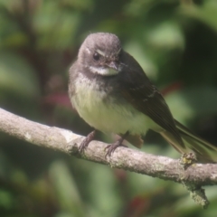 Rhipidura albiscapa (Grey Fantail) at QPRC LGA - 22 Dec 2023 by MatthewFrawley