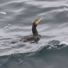 Phalacrocorax carbo (Great Cormorant) at Ben Boyd National Park - 20 Dec 2023 by JimL