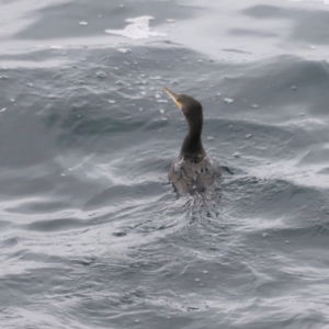 Phalacrocorax carbo at Green Cape, NSW - 20 Dec 2023 05:03 PM