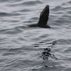 Phalacrocorax carbo at Green Cape, NSW - 20 Dec 2023 05:03 PM