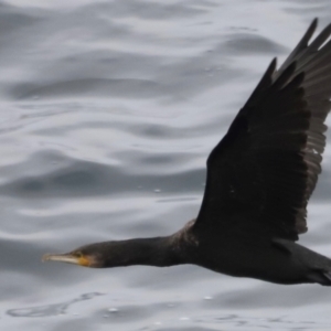 Phalacrocorax carbo at Green Cape, NSW - 20 Dec 2023 05:03 PM