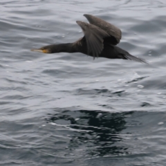 Phalacrocorax carbo at Green Cape, NSW - 20 Dec 2023 05:03 PM