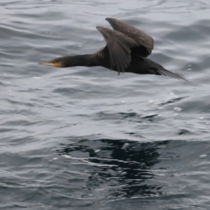 Phalacrocorax carbo at Green Cape, NSW - 20 Dec 2023