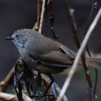 Sericornis frontalis (White-browed Scrubwren) at Green Cape, NSW - 20 Dec 2023 by JimL