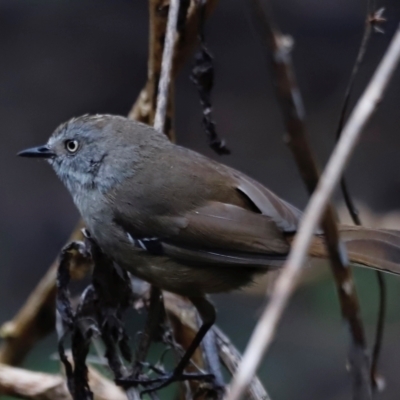 Sericornis frontalis (White-browed Scrubwren) at Green Cape, NSW - 19 Dec 2023 by JimL