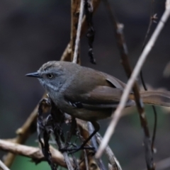 Sericornis frontalis at Green Cape, NSW - 20 Dec 2023