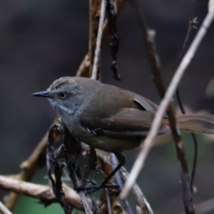 Sericornis frontalis at Green Cape, NSW - 20 Dec 2023 10:26 AM