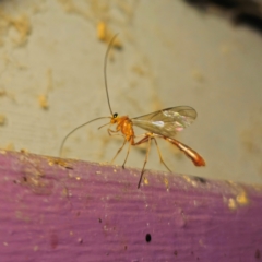 Dicamptus fuscicornis (Ichneumon wasp) at Captains Flat, NSW - 22 Dec 2023 by Csteele4