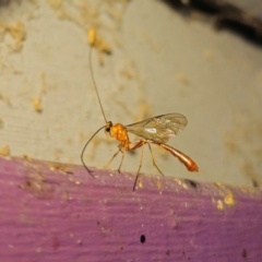 Dicamptus fuscicornis at QPRC LGA - 22 Dec 2023