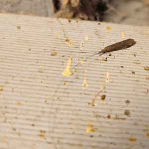 Leptoceridae sp. (family) at QPRC LGA - 22 Dec 2023