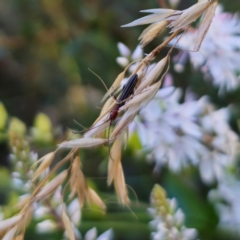 Syllitus rectus (Longhorn beetle) at Captains Flat, NSW - 22 Dec 2023 by Csteele4