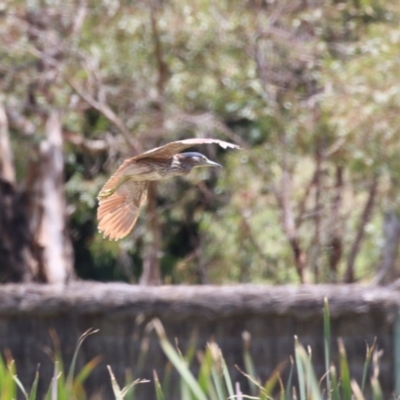 Nycticorax caledonicus (Nankeen Night-Heron) at Fyshwick, ACT - 22 Dec 2023 by RodDeb