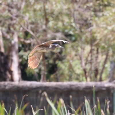 Nycticorax caledonicus (Nankeen Night-Heron) at Jerrabomberra Wetlands - 22 Dec 2023 by RodDeb