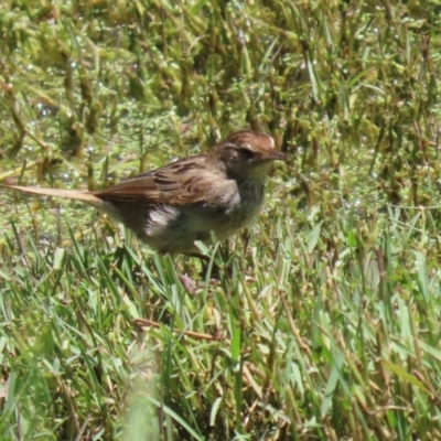 Poodytes gramineus (Little Grassbird) at Jerrabomberra Wetlands - 22 Dec 2023 by RodDeb