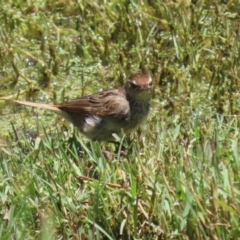 Poodytes gramineus at Jerrabomberra Wetlands - 22 Dec 2023 12:51 PM