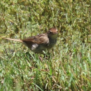 Poodytes gramineus at Jerrabomberra Wetlands - 22 Dec 2023 12:51 PM