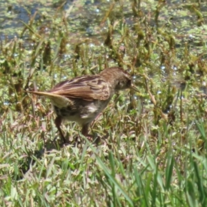 Poodytes gramineus at Jerrabomberra Wetlands - 22 Dec 2023 12:51 PM