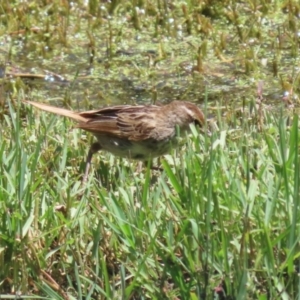 Poodytes gramineus at Jerrabomberra Wetlands - 22 Dec 2023