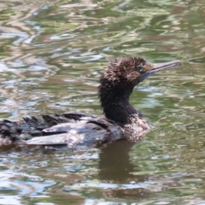 Phalacrocorax sulcirostris at Jerrabomberra Wetlands - 22 Dec 2023