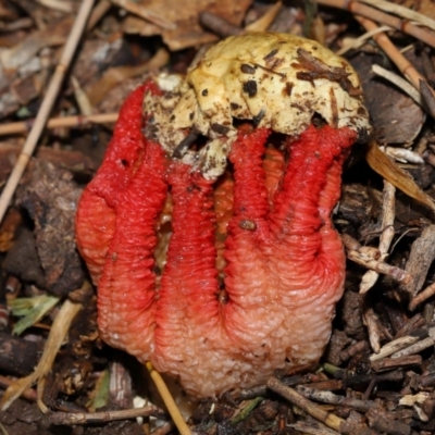 Colus hirudinosus at Ormiston, QLD - 21 Dec 2023 by TimL