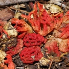 Colus hirudinosus at Ormiston, QLD - 22 Dec 2023 by TimL