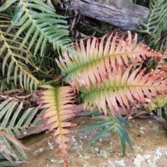 Blechnum neohollandicum (Prickly Rasp Fern) at Mittagong, NSW - 22 Dec 2023 by plants