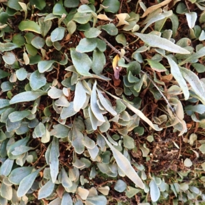 Pyrrosia rupestris (Rock Felt Fern) at Mittagong - 22 Dec 2023 by plants
