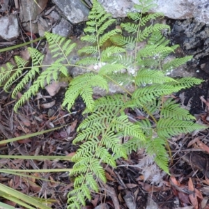 Pteridium esculentum at Wingecarribee Local Government Area - 22 Dec 2023