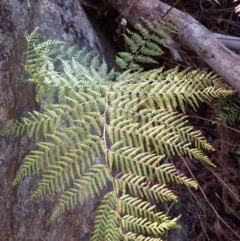 Calochlaena dubia (Rainbow Fern) at Mittagong, NSW - 22 Dec 2023 by plants