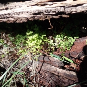 Adiantum aethiopicum at Wingecarribee Local Government Area - suppressed