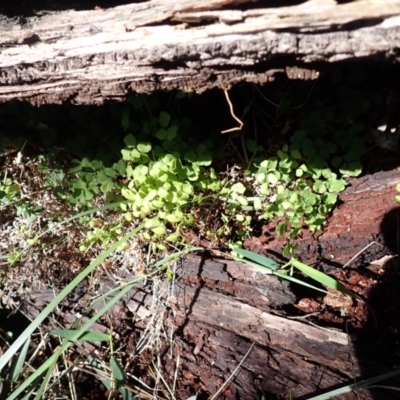 Adiantum aethiopicum (Common Maidenhair Fern) at Mittagong - 22 Dec 2023 by plants