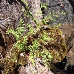 Cheilanthes sieberi (Rock Fern) at Mittagong, NSW - 21 Dec 2023 by plants