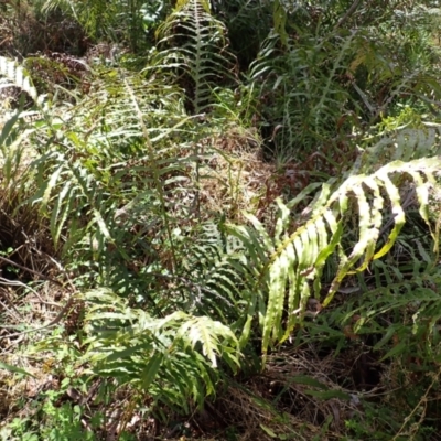 Blechnum cartilagineum (Gristle Fern) at Bowral, NSW - 21 Dec 2023 by plants
