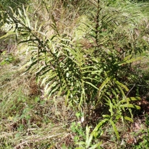 Blechnum cartilagineum at Bowral - suppressed