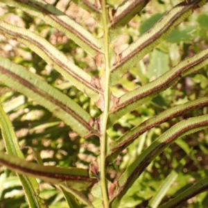 Blechnum cartilagineum at Bowral - suppressed