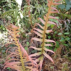 Blechnum cartilagineum at Bowral - suppressed