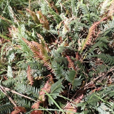Blechnum neohollandicum (Prickly Rasp Fern) at Bowral - 21 Dec 2023 by plants