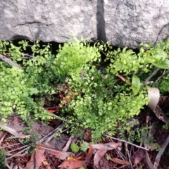 Adiantum aethiopicum (Common Maidenhair Fern) at Bowral - 21 Dec 2023 by plants