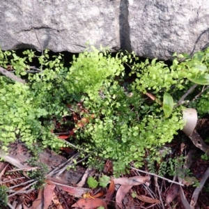 Adiantum aethiopicum at Wingecarribee Local Government Area - suppressed