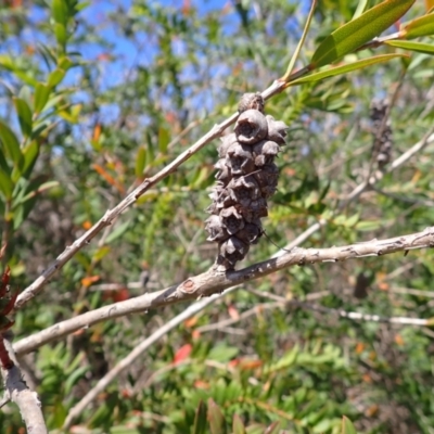 Melaleuca hypericifolia (Hillock Bush) at Bowral - 21 Dec 2023 by plants