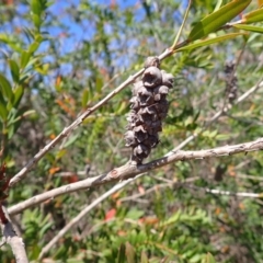 Melaleuca hypericifolia (Hillock Bush) at Bowral, NSW - 21 Dec 2023 by plants