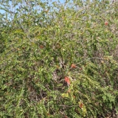 Melaleuca hypericifolia at Bowral - 22 Dec 2023