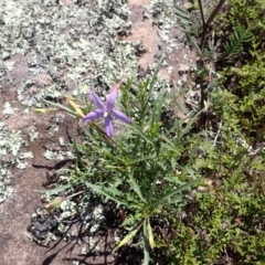 Isotoma axillaris (Australian Harebell, Showy Isotome) at Wingecarribee Local Government Area - 21 Dec 2023 by plants