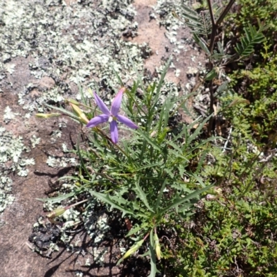 Isotoma axillaris (Australian Harebell, Showy Isotome) at Bowral, NSW - 22 Dec 2023 by plants