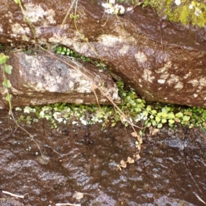 Asplenium flabellifolium at Wingecarribee Local Government Area - 22 Dec 2023