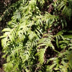 Blechnum cartilagineum (Gristle Fern) at Wingecarribee Local Government Area - 21 Dec 2023 by plants